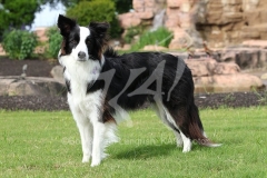 Collie - Border