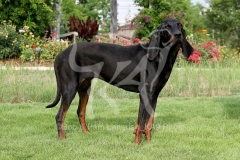 Coonhound - Black and Tan