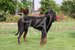Coonhound - Black and Tan