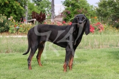 Coonhound - Black and Tan
