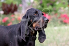 Coonhound - Black and Tan