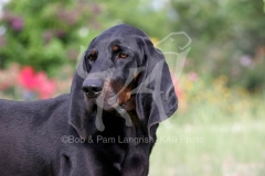 Coonhound - Black and Tan