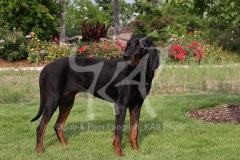 Coonhound - Black and Tan