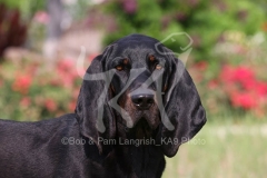 Coonhound - Black and Tan