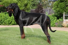 Coonhound - Black and Tan