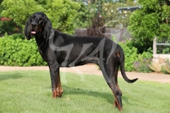 Coonhound - Black and Tan