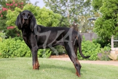 Coonhound - Black and Tan