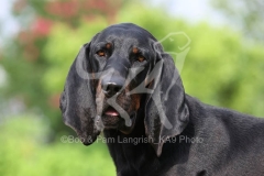 Coonhound - Black and Tan