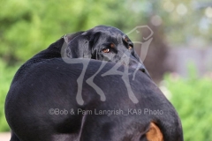Coonhound - Black and Tan