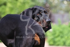 Coonhound - Black and Tan