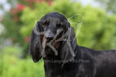 Coonhound - Black and Tan
