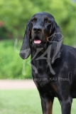 Coonhound - Black and Tan