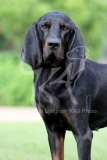 Coonhound - Black and Tan
