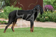 Coonhound - Black and Tan