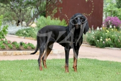 Coonhound - Black and Tan