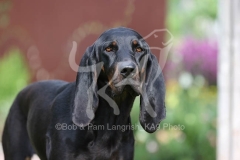 Coonhound - Black and Tan
