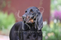 Coonhound - Black and Tan