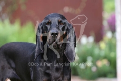 Coonhound - Black and Tan