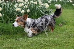 Corgi - Cardigan Welsh