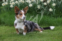 Corgi - Cardigan Welsh