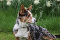 Corgi - Cardigan Welsh