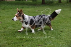 Corgi - Cardigan Welsh