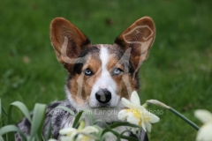 Corgi - Cardigan Welsh