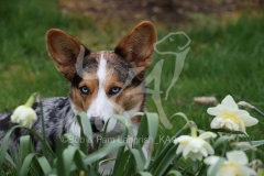 Corgi - Cardigan Welsh