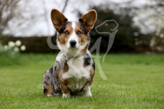 Corgi - Cardigan Welsh