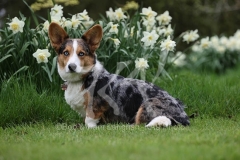 Corgi - Cardigan Welsh