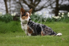 Corgi - Cardigan Welsh