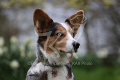 Corgi - Cardigan Welsh