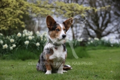 Corgi - Cardigan Welsh