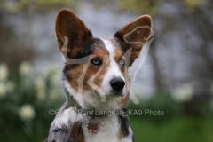 Corgi - Cardigan Welsh