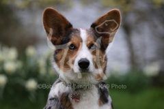 Corgi - Cardigan Welsh