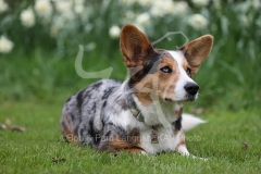 Corgi - Cardigan Welsh