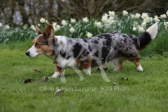Corgi - Cardigan Welsh