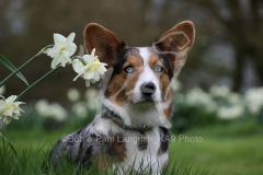 Corgi - Cardigan Welsh