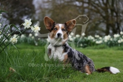 Corgi - Cardigan Welsh