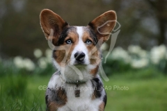 Corgi - Cardigan Welsh