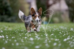 Corgi - Cardigan Welsh