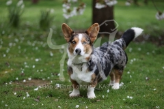 Corgi - Cardigan Welsh