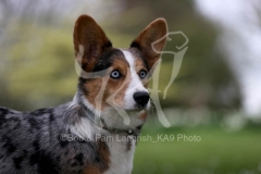 Corgi - Cardigan Welsh