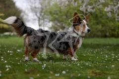 Corgi - Cardigan Welsh
