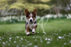 Corgi - Cardigan Welsh