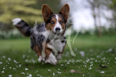 Corgi - Cardigan Welsh
