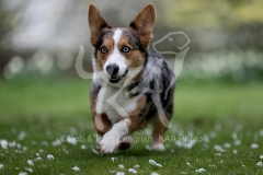 Corgi - Cardigan Welsh