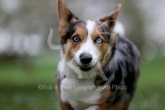 Corgi - Cardigan Welsh