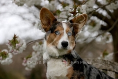 Corgi - Cardigan Welsh