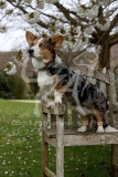 Corgi - Cardigan Welsh